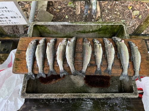ニジマスの釣果