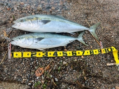 ブリの釣果
