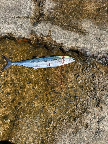 サゴシの釣果