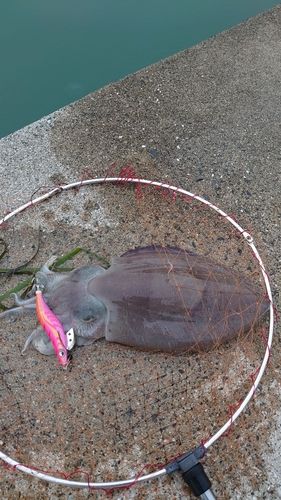 モンゴウイカの釣果