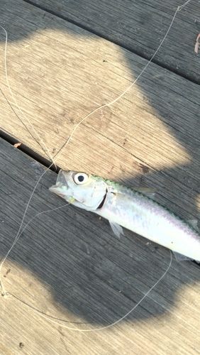 サバの釣果