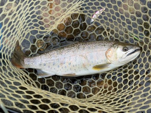 ヤマメの釣果