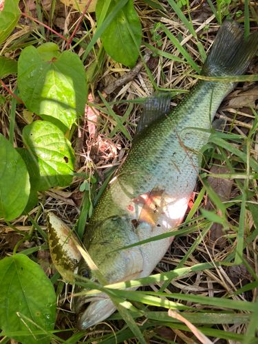 ラージマウスバスの釣果