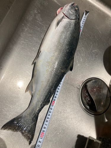 サクラマスの釣果