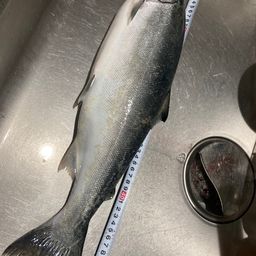 サクラマス