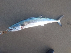 サゴシの釣果