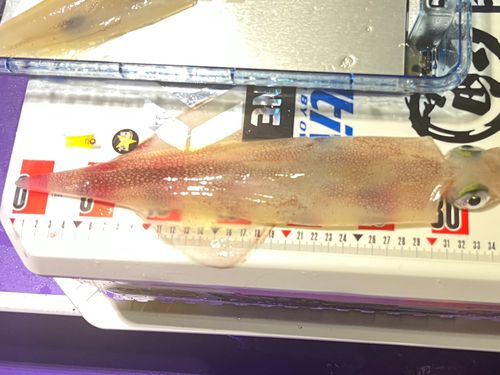 アカイカの釣果