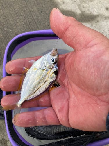 ヒイラギの釣果