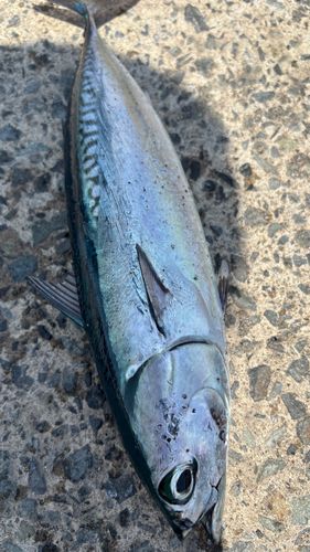釣果