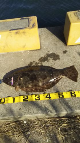 ヒラメの釣果