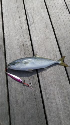 ショゴの釣果