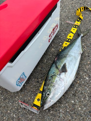 ブリの釣果