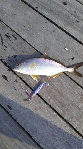 ショゴの釣果