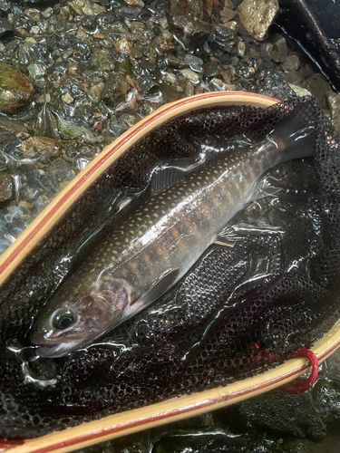 ニッコウイワナの釣果