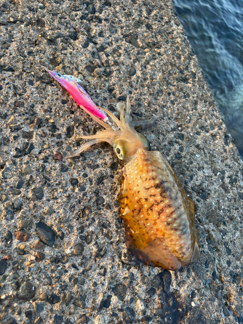 アオリイカ