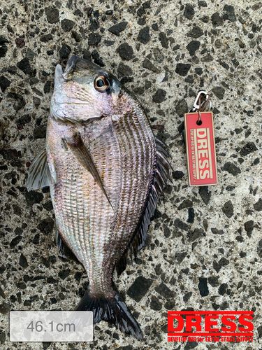 ヘダイの釣果