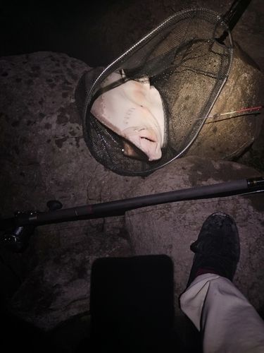 エイの釣果