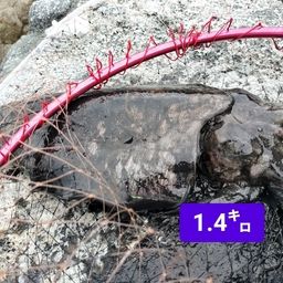 モンゴウイカ