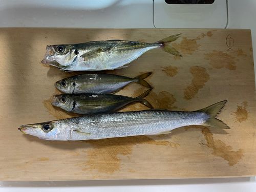 アカカマスの釣果