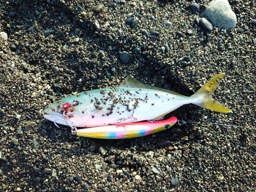 ワカシの釣果