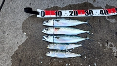 サバの釣果