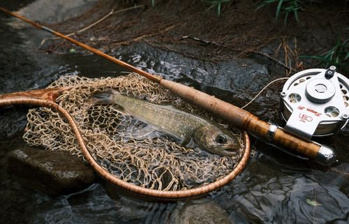 イワナの釣果