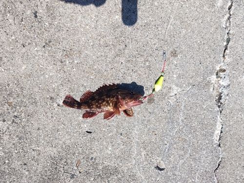 カサゴの釣果