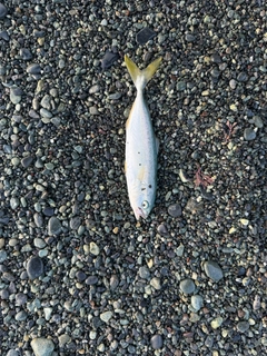 ワカシの釣果