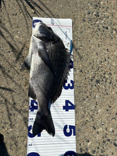 クロダイの釣果