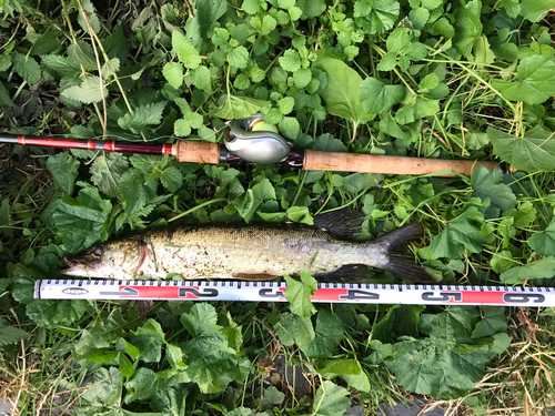 ノーザンパイクの釣果