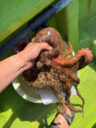 マダコの釣果