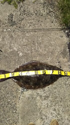 ヒラメの釣果