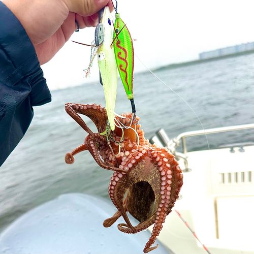 タコの釣果