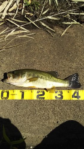 ラージマウスバスの釣果