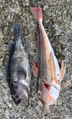 カナガシラの釣果