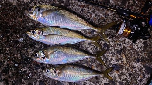 アジの釣果