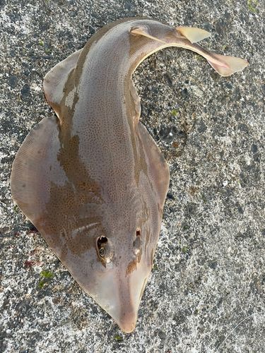 サカタザメの釣果