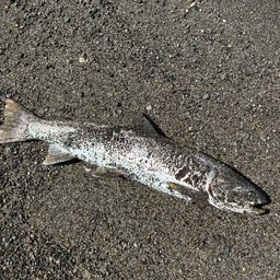 アメマス