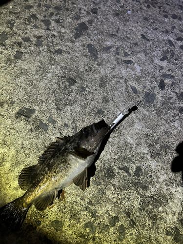 クロソイの釣果