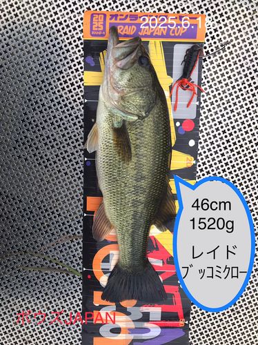 ブラックバスの釣果