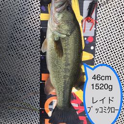 ブラックバス