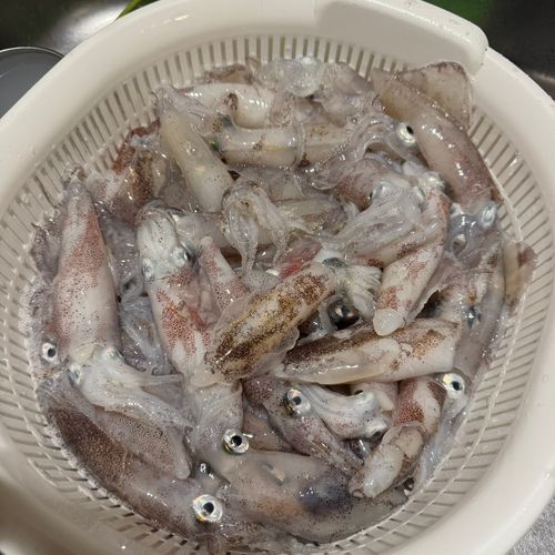 マメイカの釣果