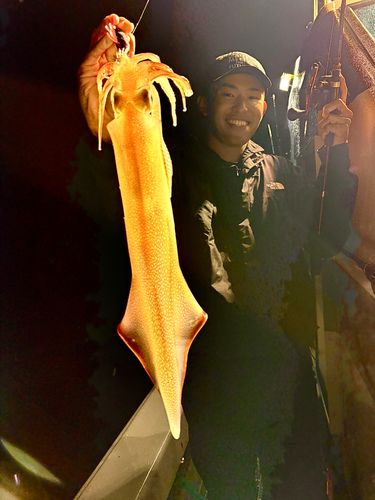 ヤリイカの釣果