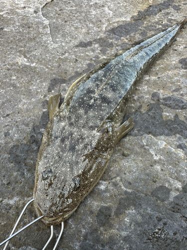 マゴチの釣果