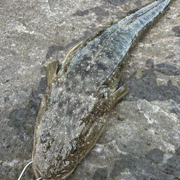 マゴチ