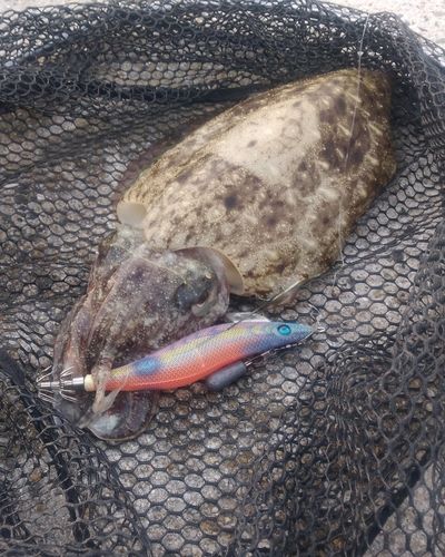 コウイカの釣果