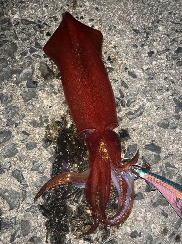 ケンサキイカの釣果