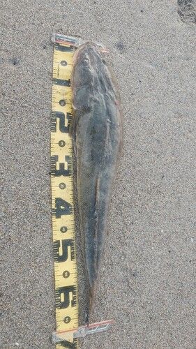 マゴチの釣果