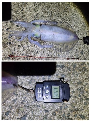 アオリイカの釣果