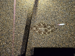 ソゲの釣果